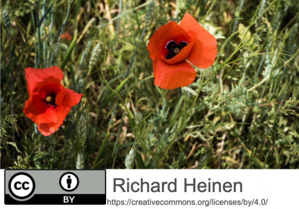 Das Bild zeigt eine Wiese mit zwei Mohnblumen in Nahaufnahme. Am unteren Bildrand ist eine Bauchbinde mit den Urheberrechtshinweisen.