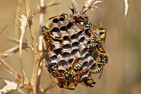 Bienen an einer Wabe an einem Zweig