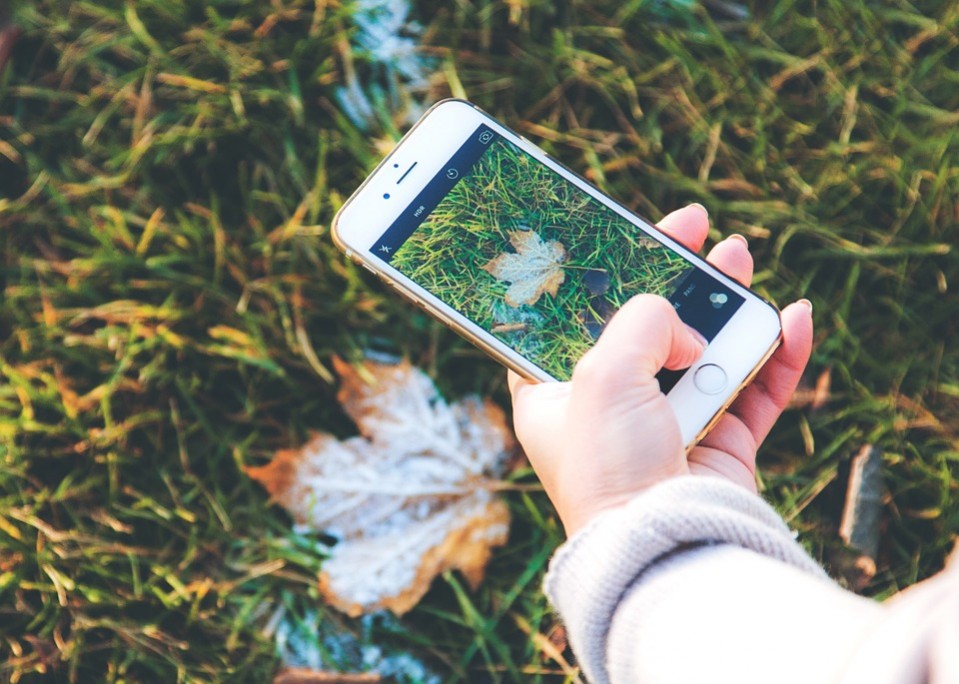 Hand hält Smartphone beim Fotografieren eines Blatts auf der Wiese