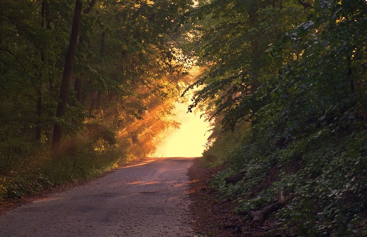 Waldweg mit Sonnenlicht am Ende