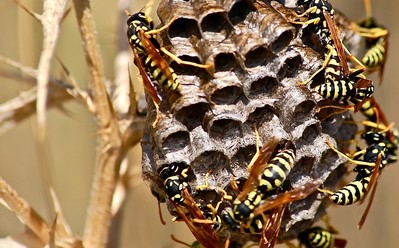 Bienen auf einer Wabe an einem Zweig